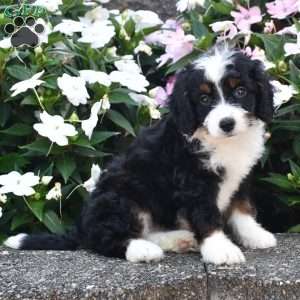 Belle, Mini Bernedoodle Puppy